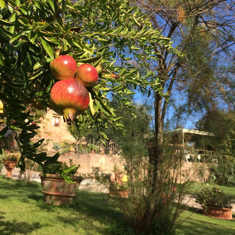 סיינה Podere Il Pero מראה חיצוני תמונה